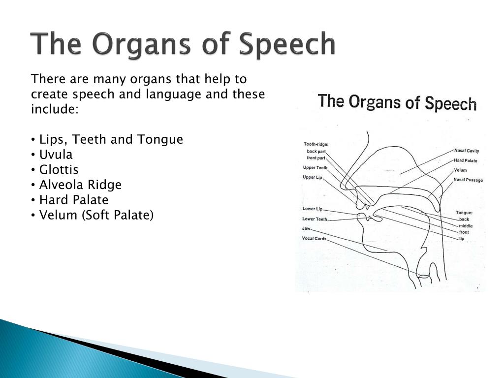 PPT - The Structure and Physiology of the voice PowerPoint Presentation