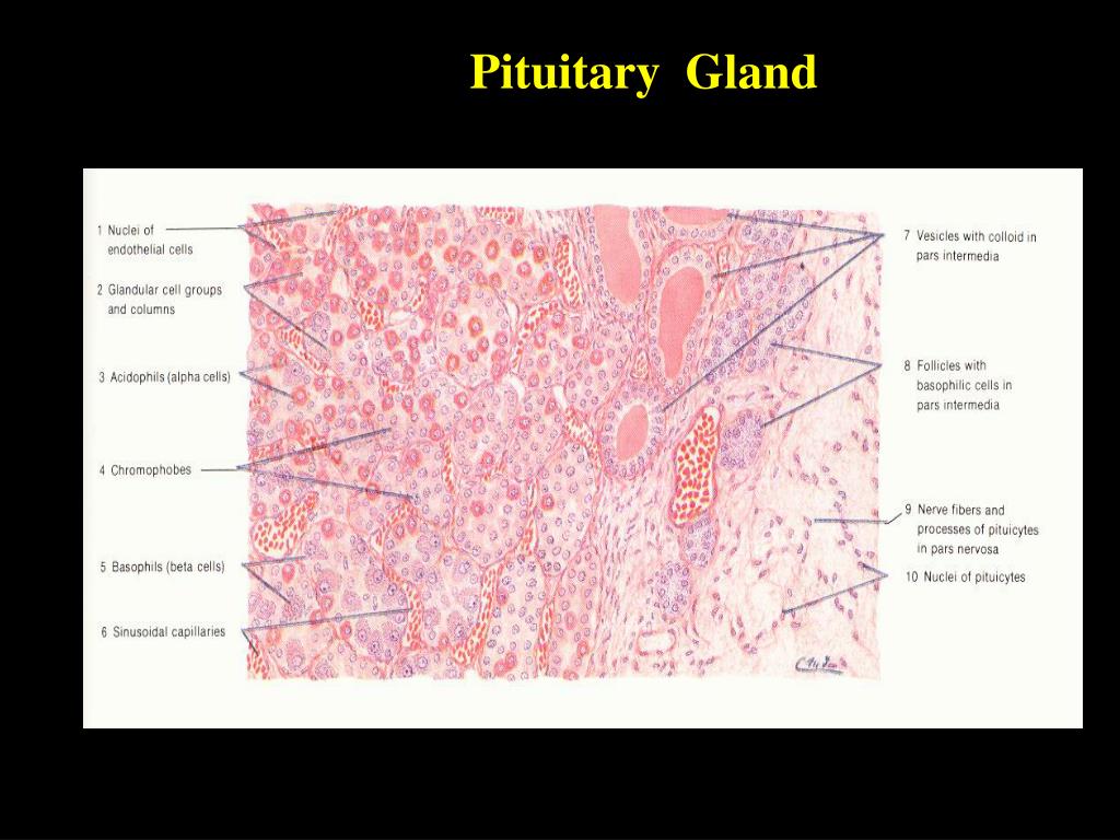 Ppt Pituitary Gland Powerpoint Presentation Free Download Id2616890