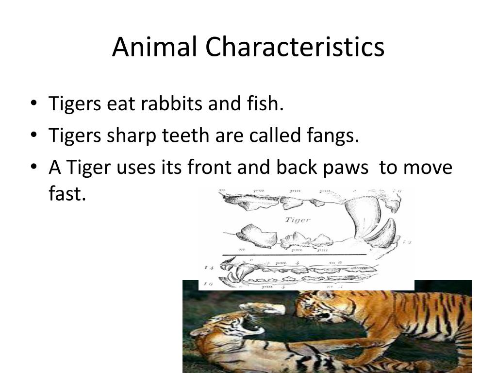PPT - Tigers PowerPoint Presentation, free download - ID:2617665 PPT - Tigers PowerPoint Presentation, free download - ID:2617665