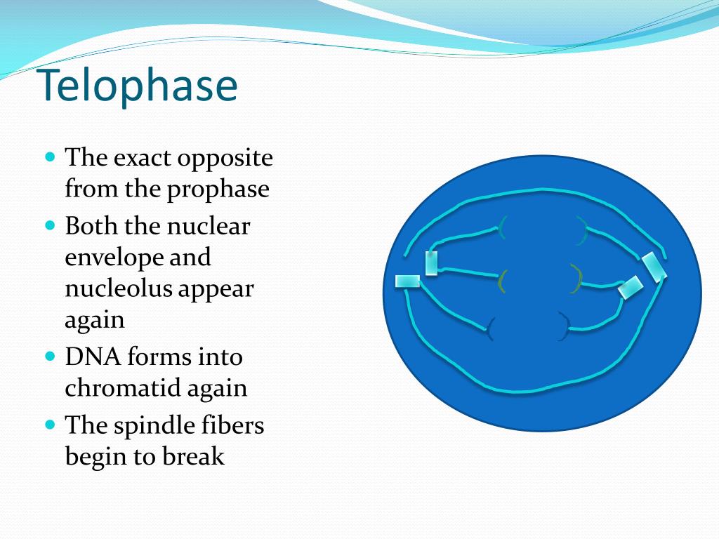 Cell Division PowerPoint Presentation, free download Biology Diagrams