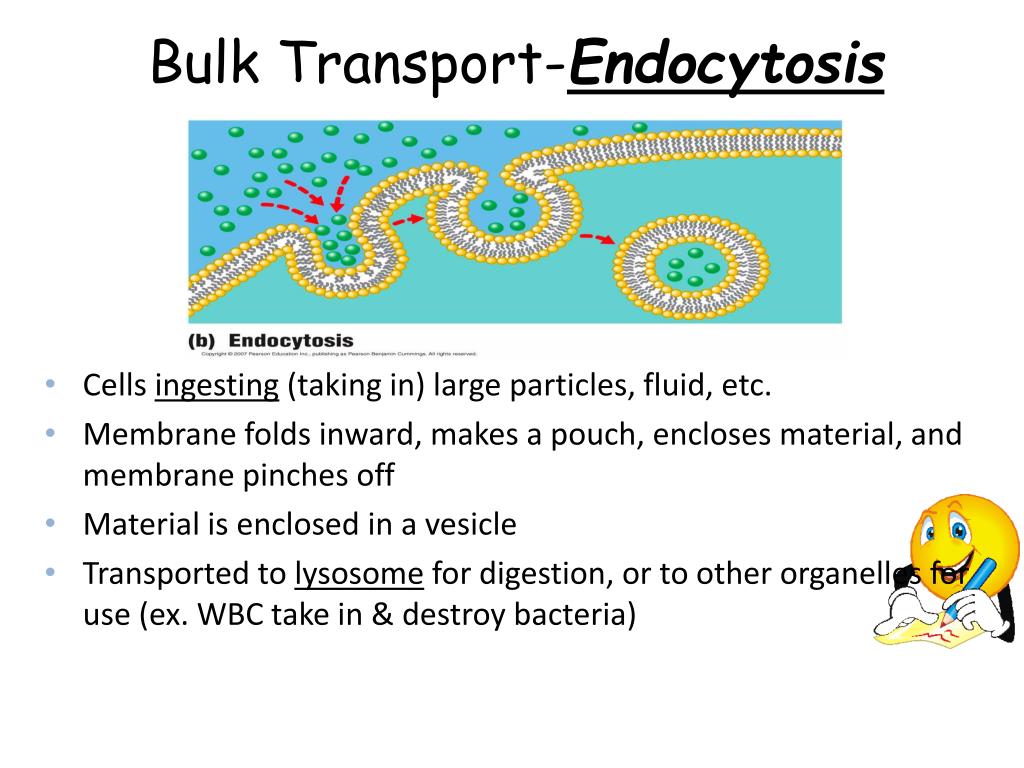 PPT FACILITATED DIFFUSION PowerPoint Presentation, free download ID