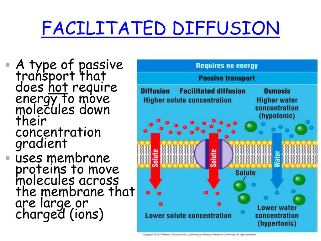 diffusion facilitated does energy require cell membrane movement ppt powerpoint types across