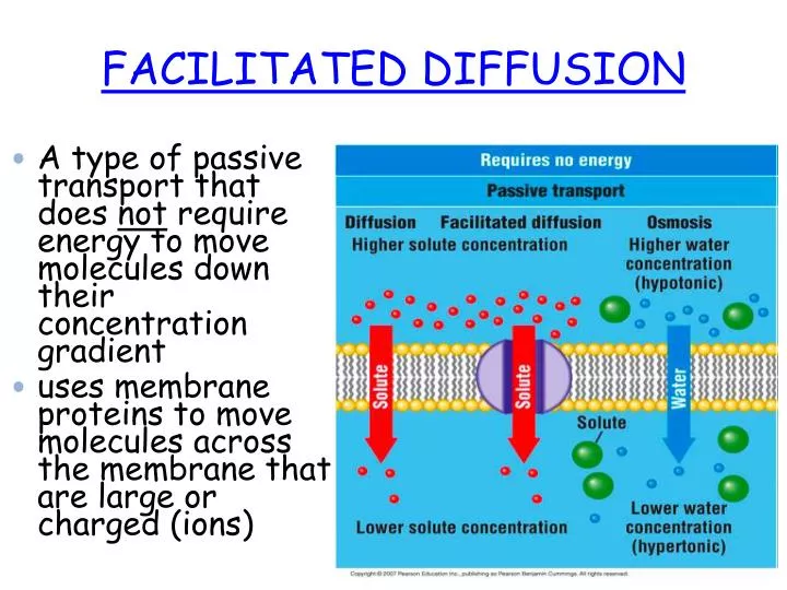 PPT FACILITATED DIFFUSION PowerPoint Presentation, free download ID