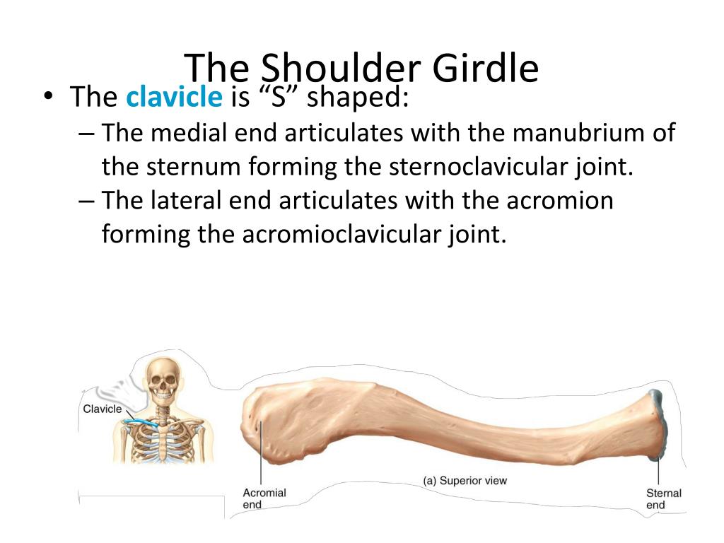 PPT - The Shoulder Girdle PowerPoint Presentation, free download -  ID:2619933