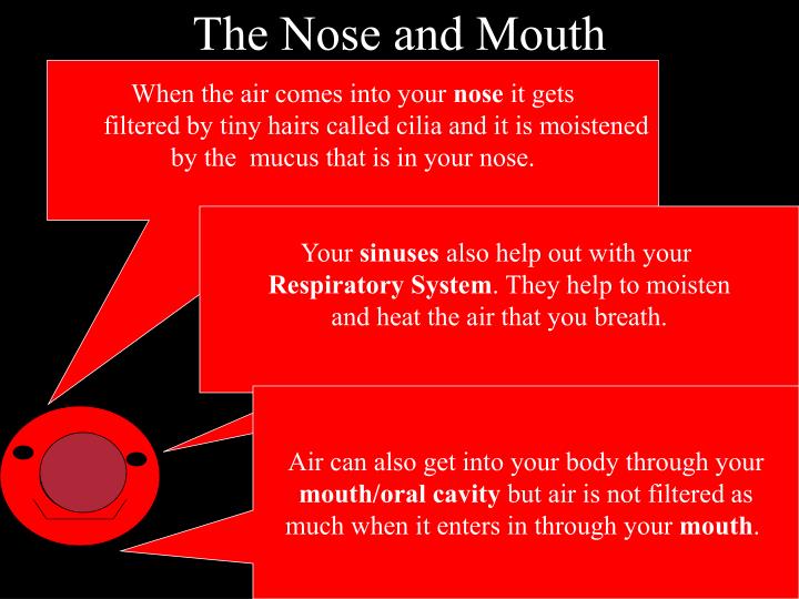 PPT - The Respiratory System PowerPoint Presentation - ID:2620283