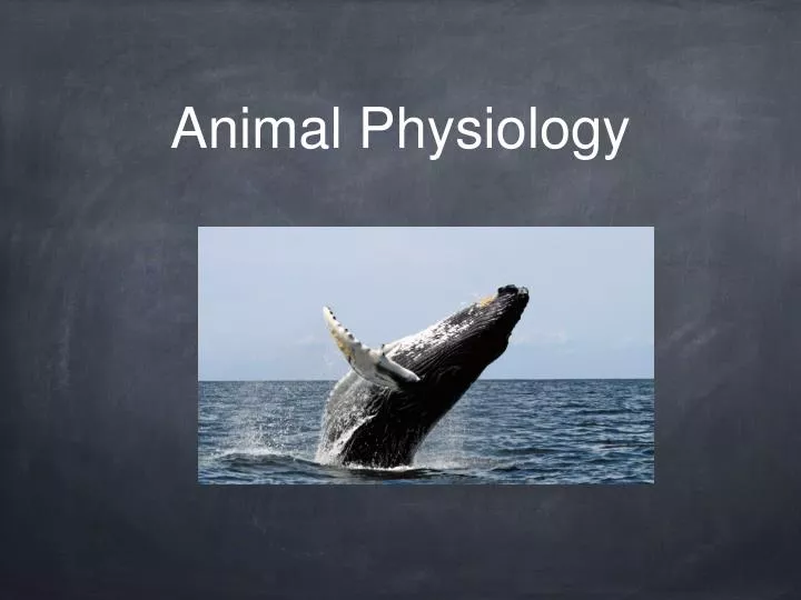 PPT Animal Physiology PowerPoint Presentation, free download ID2621181