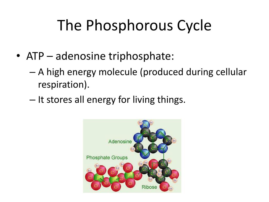 The Phosphorous Cycle PowerPoint Presentation, free download Biology Diagrams