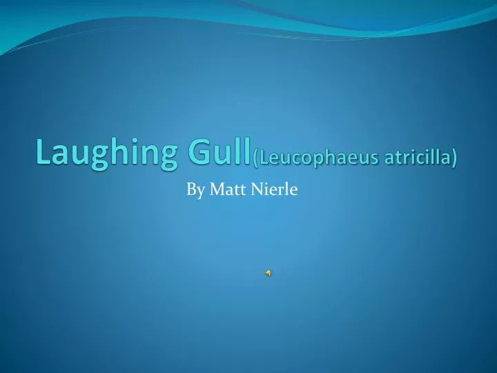 laughing gull leucophaeus atricilla n.
