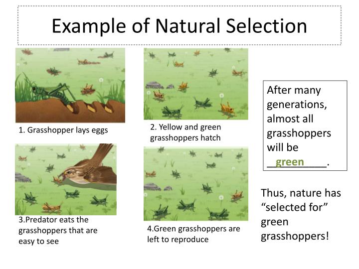 exle of selection ppt evolution powerpoint presentation id 2622750 exle of selection ppt evolution powerpoint presentation id 2622750