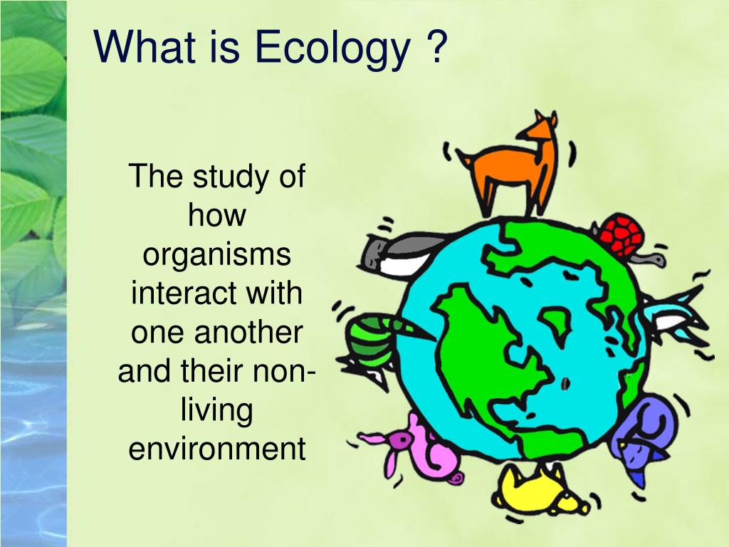Презентация экология английский. What is ecology. Ecological problems презентация. What is Ecologia. Environment презентация.
