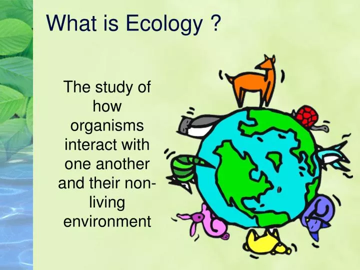 presentation definition ecology