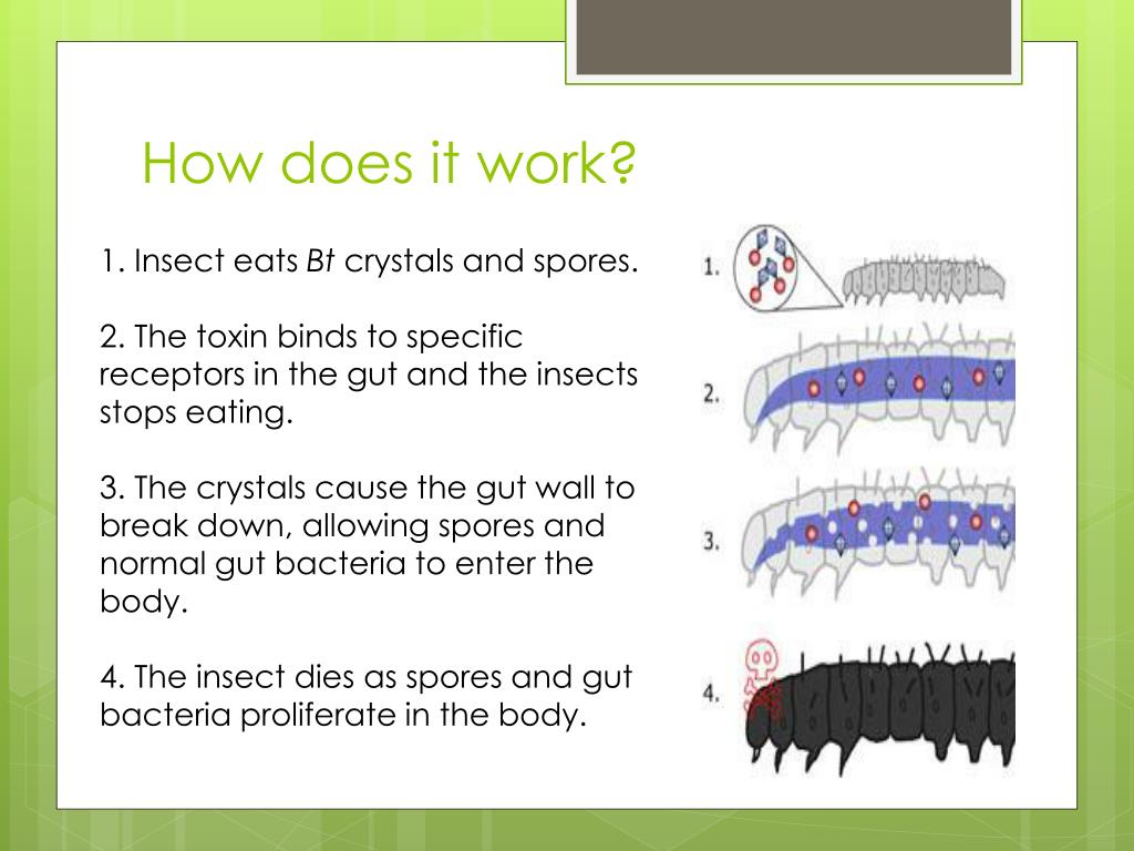 PPT - Insecticide Resistance: Genes For Pest? PowerPoint Presentation ...