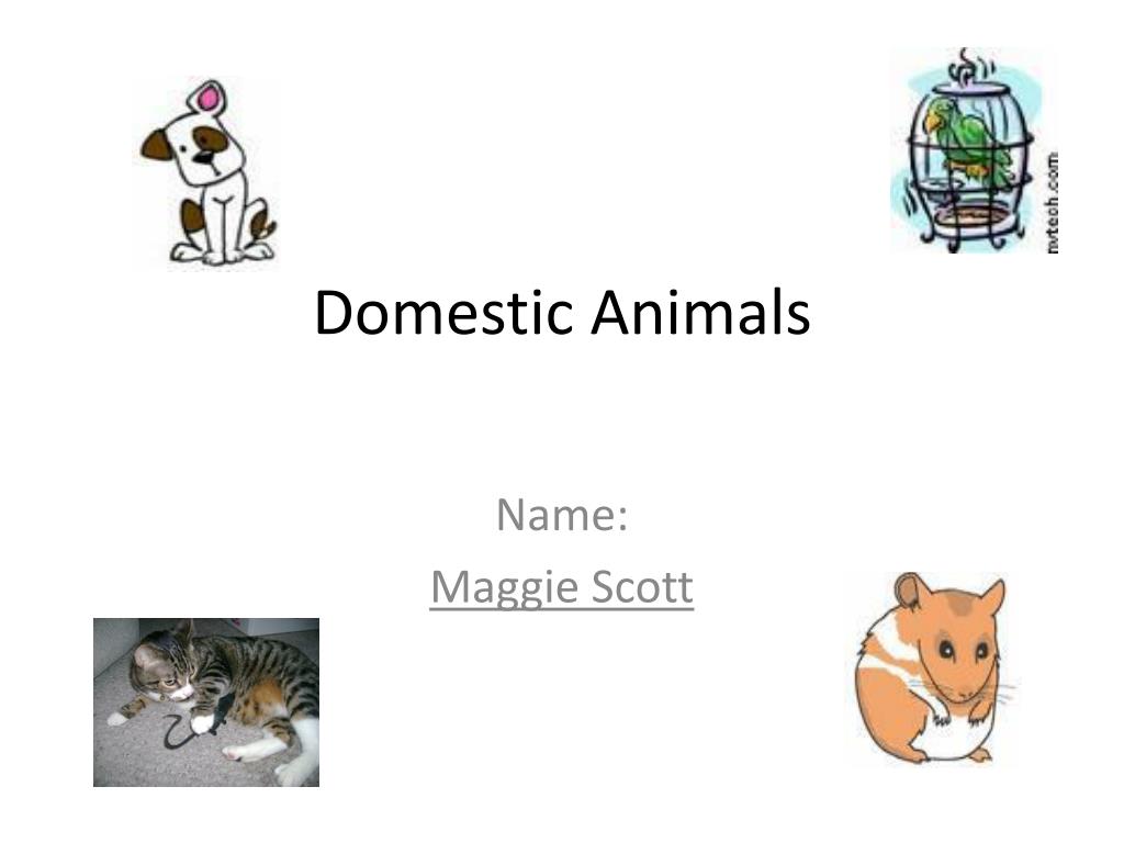 PPT - Domestic Animals PowerPoint Presentation, free download - ID:2623878