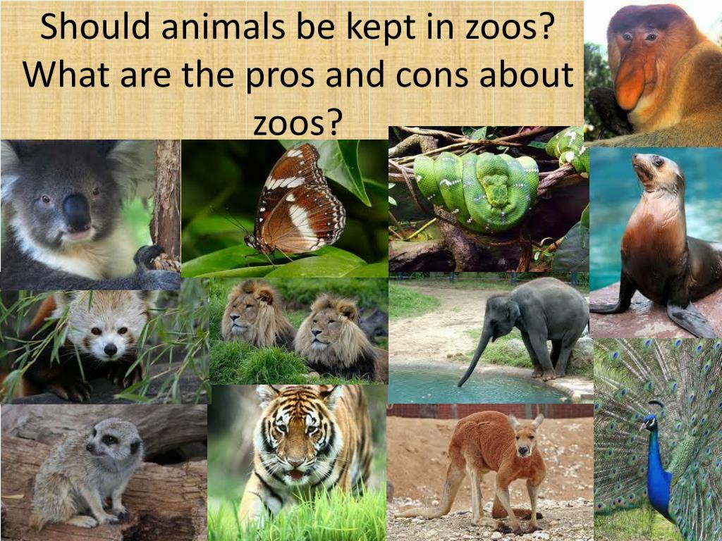 PPT - Should animals be kept in zoos? What are the pros and cons about zoos?  PowerPoint Presentation - ID:2624307