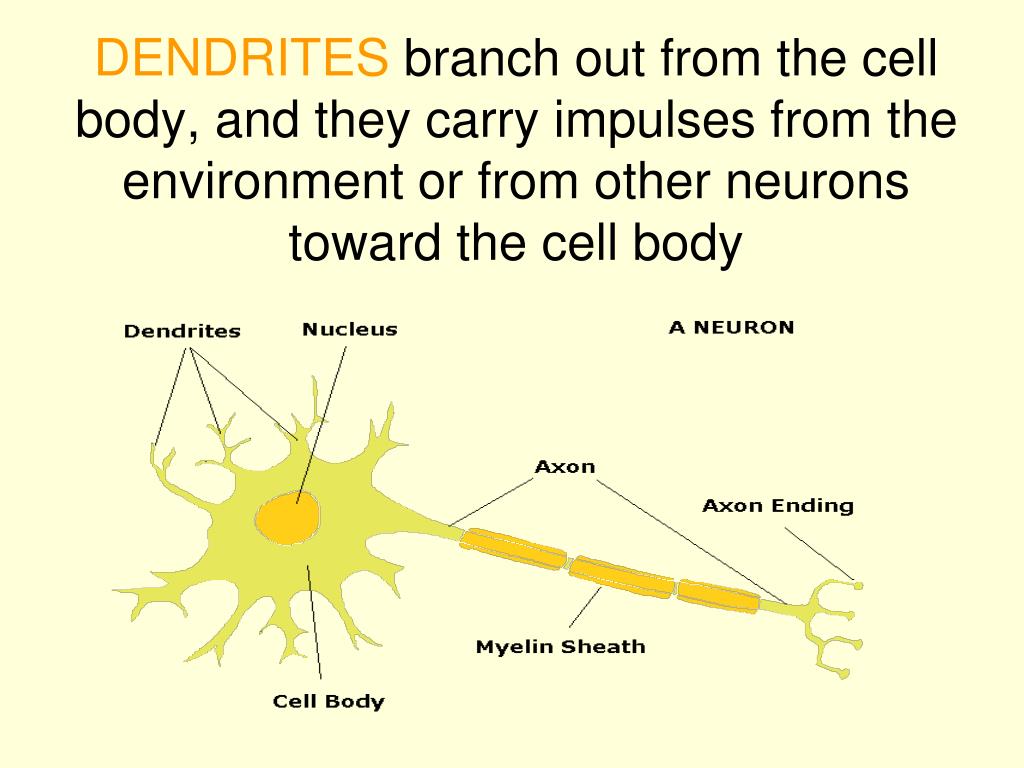 a dendrite conducts nerve impulses