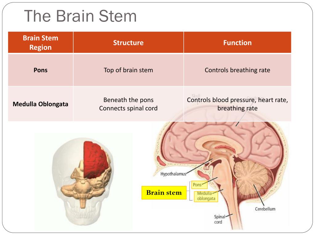 brain stem function hindbrain