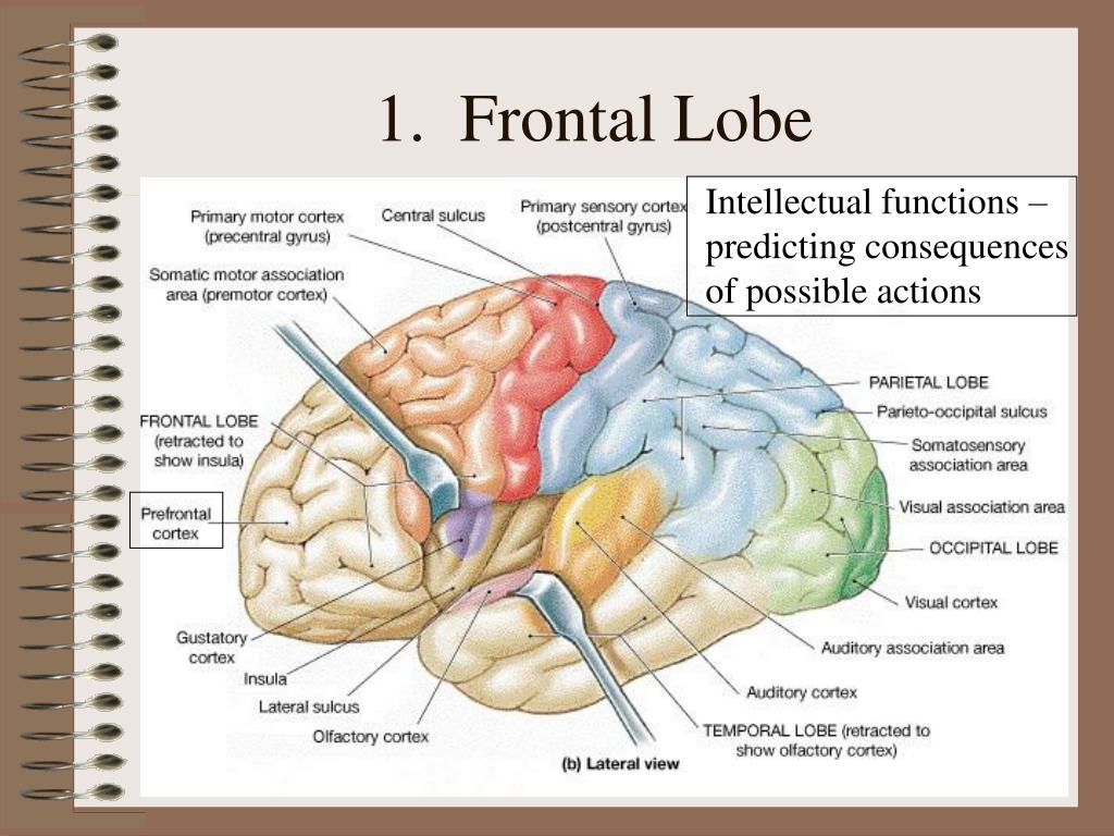 Human Anatomy PowerPoint Presentation, free download Biology Diagrams