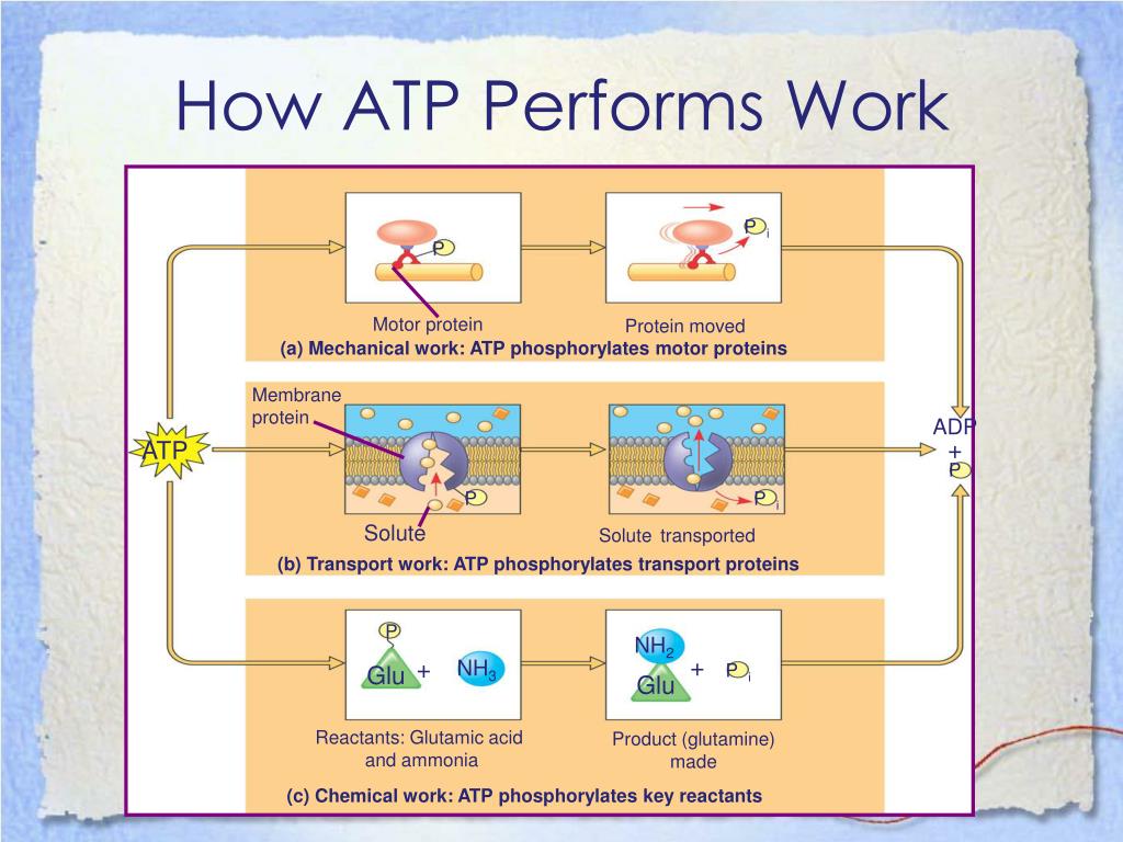 PPT - Cellular Respiration and Fermentation PowerPoint ...