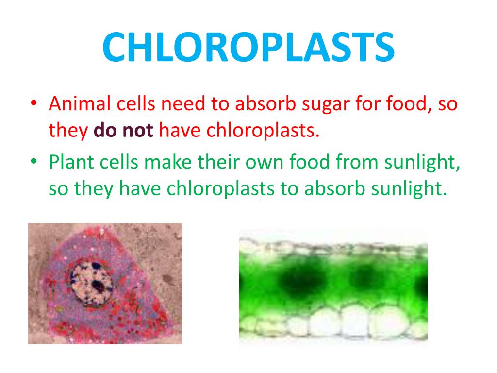 PPT Plant vs. Animal Cells PowerPoint Presentation, free download
