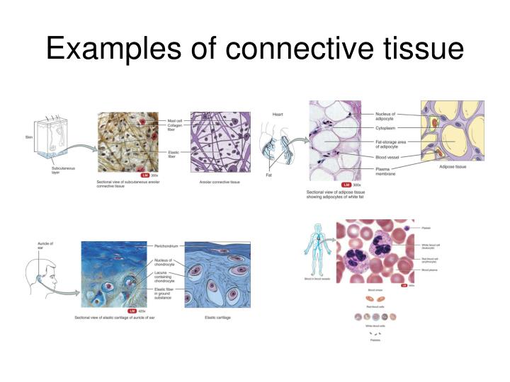 Connective Tissue Types Examples And Functions