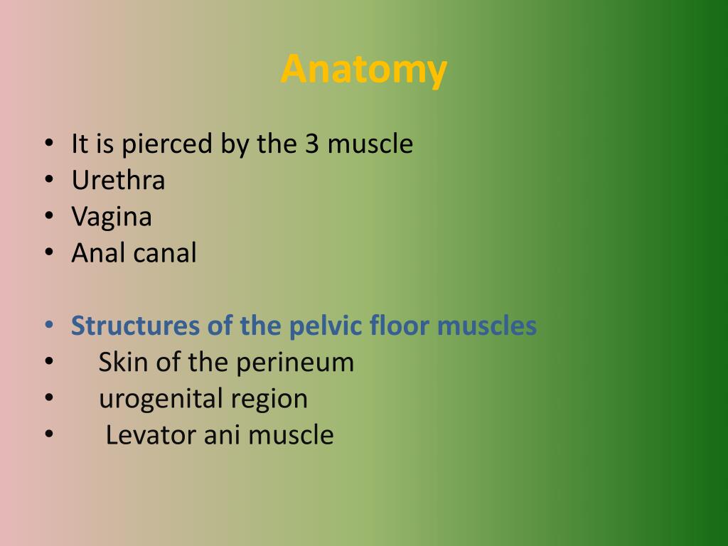 Pelvic Floor Muscles Anatomy Ppt Biology Diagrams