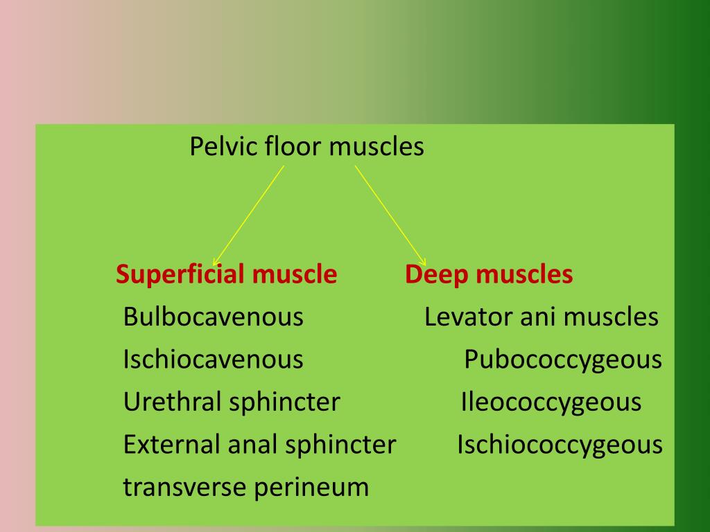 PELVIC FLOOR MUSCLES PowerPoint Presentation, free download Biology Diagrams