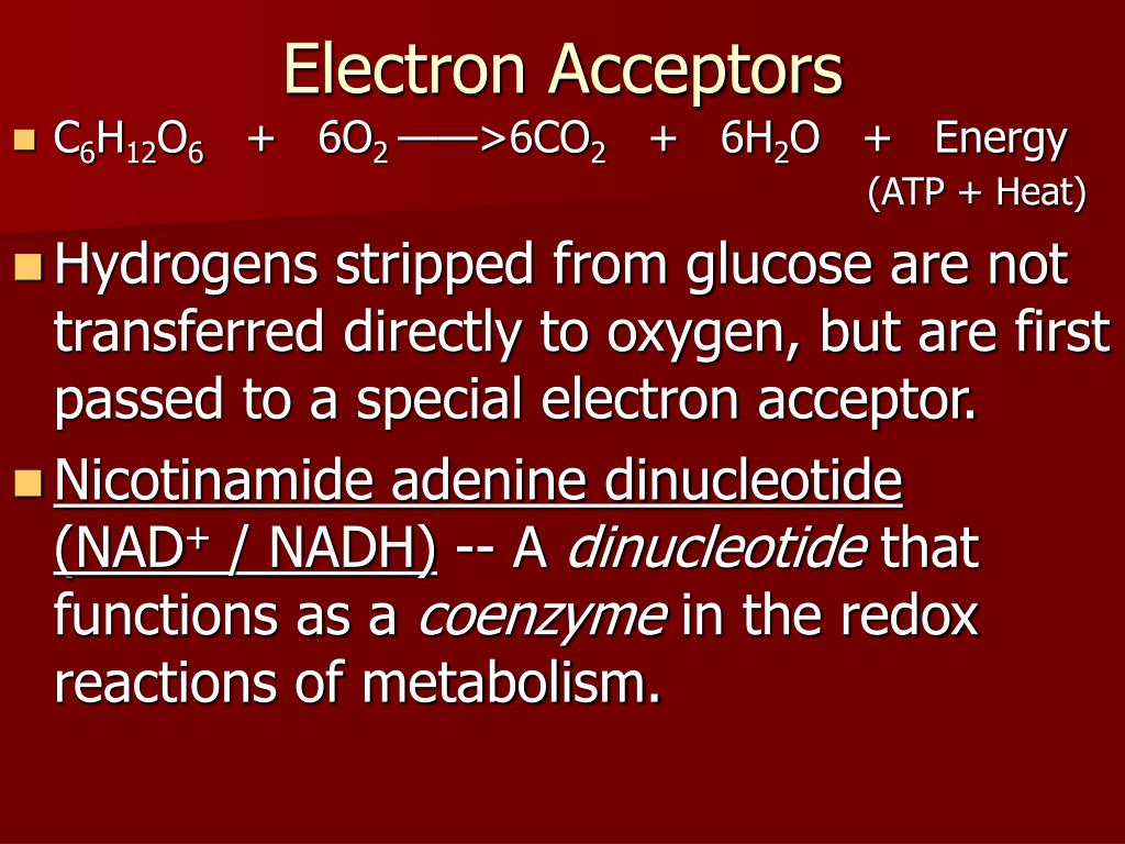 PPT - Cellular Respiration: Harvesting Chemical Energy PowerPoint