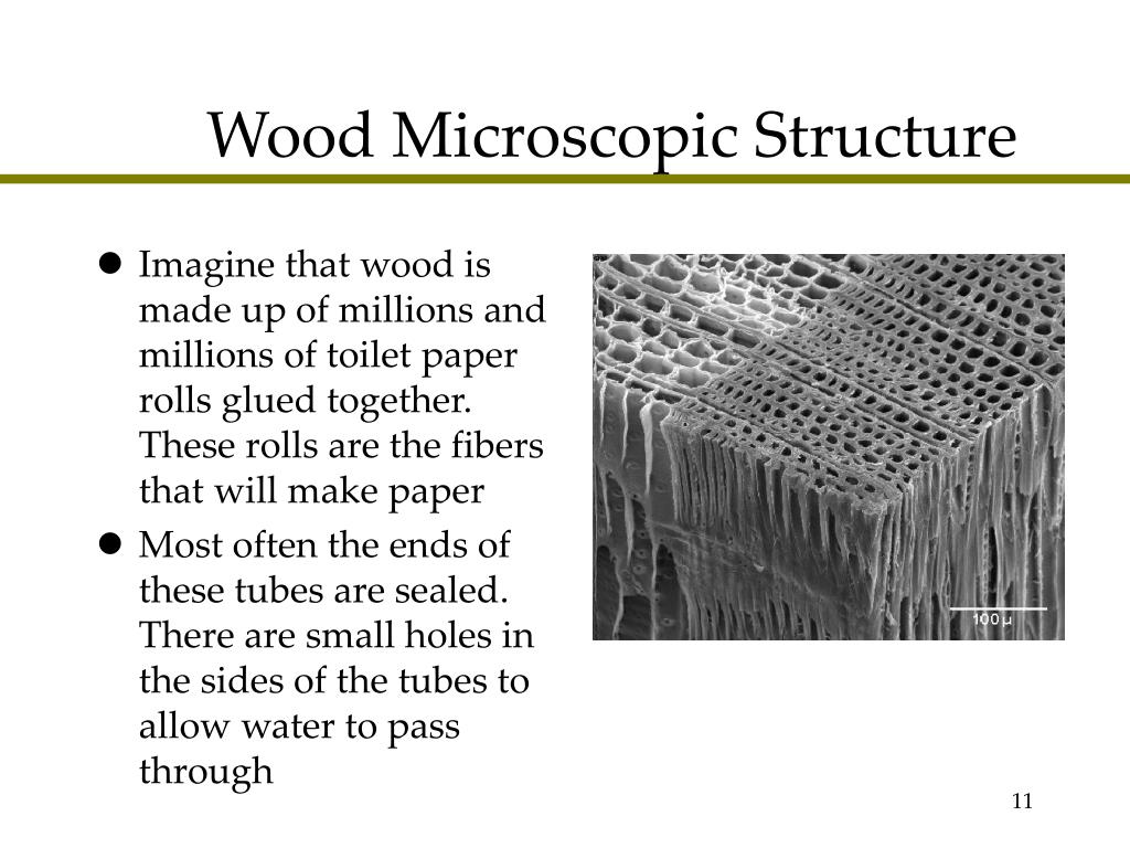 PPT Wood Chemistry PSE 406 PowerPoint Presentation, free download ID2627076