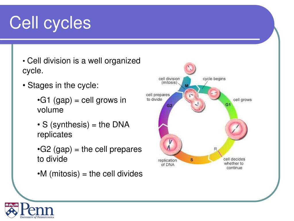 Cell cycles and clocking mechanisms in systems biology PowerPoint ... Biology Diagrams