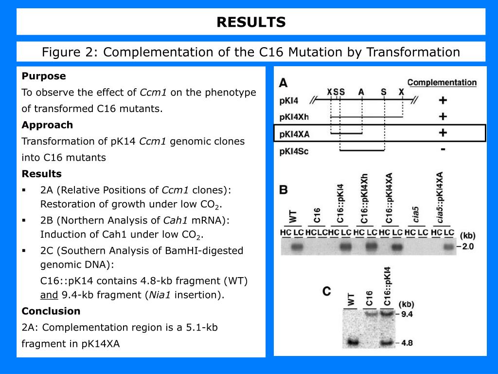 PPT - O DI O SONKIE CHEM 261 – Plant Biochemistry PowerPoint ...