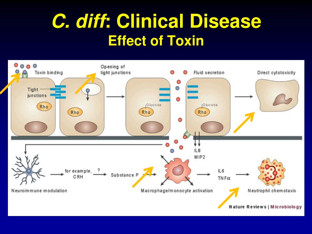 PPT - Clostridium Difficile : Epidemiology And Clinical Spectrum ...