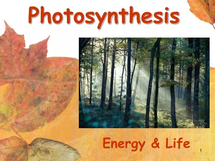 PPT - Photosynthesis PowerPoint Presentation, free download - ID:2629374