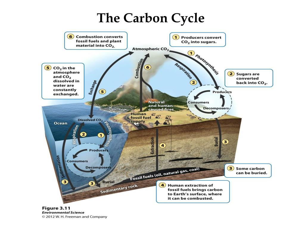 PPT - Catalyst: What types of bonds hold together organic compounds?  PowerPoint Presentation - ID:2631818