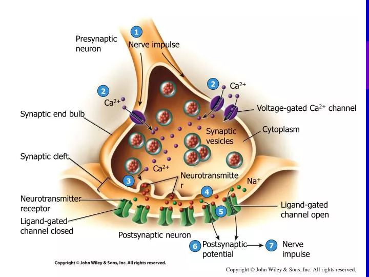 download structure of neuron for free download structure of neuron for free
