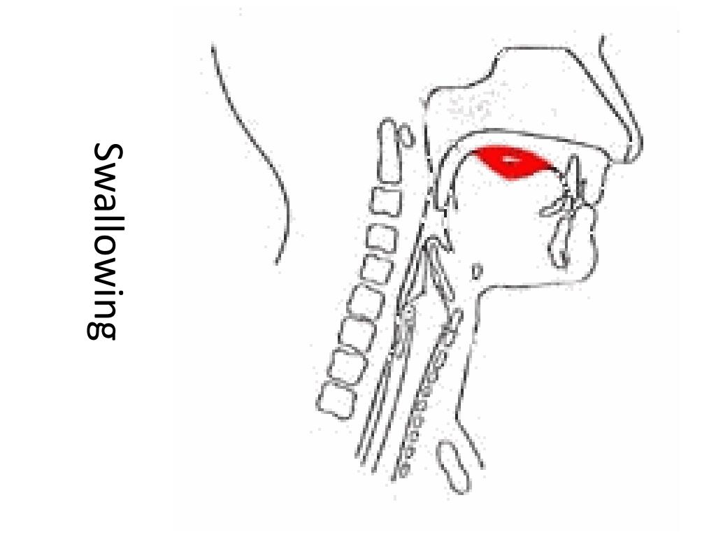 Processing the food we eat PowerPoint Presentation, free download ... Biology Diagrams