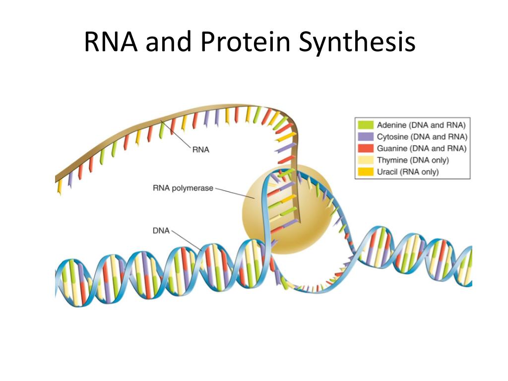 PPT RNA and Protein Synthesis PowerPoint Presentation, free download PPT RNA and Protein Synthesis PowerPoint Presentation, free download