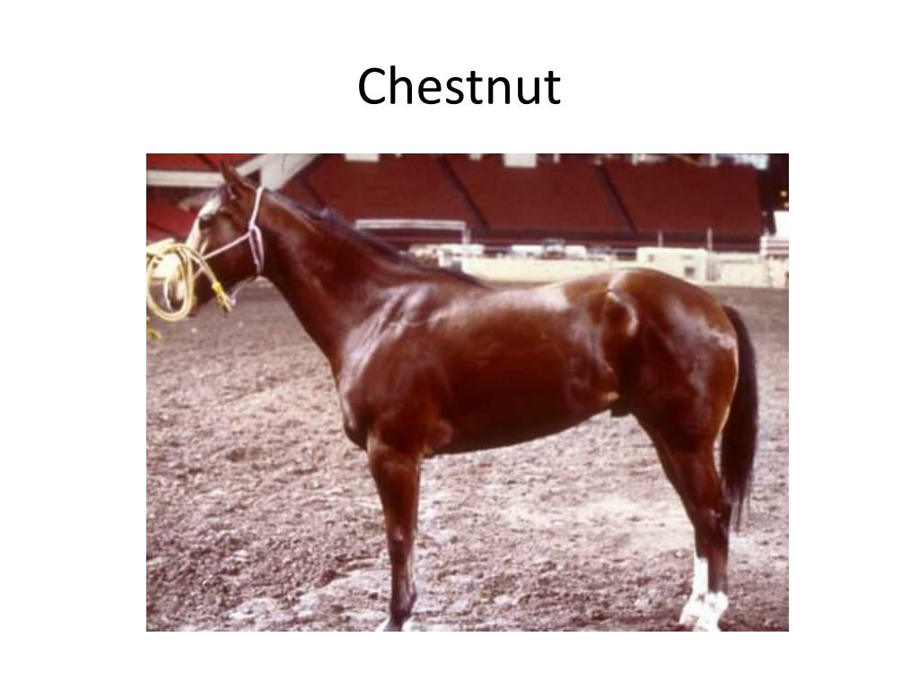PPT Comprehensive Guide To Horse Coat Colors Identification And PPT Comprehensive Guide To Horse Coat Colors Identification And
