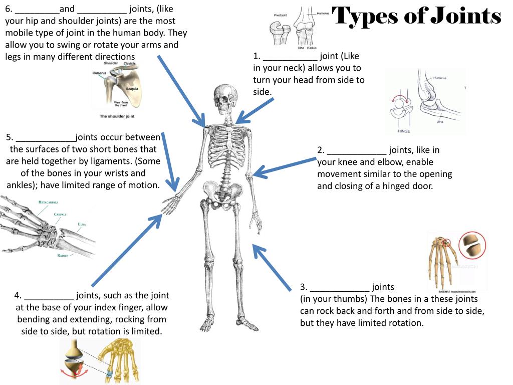 3 main types of joints