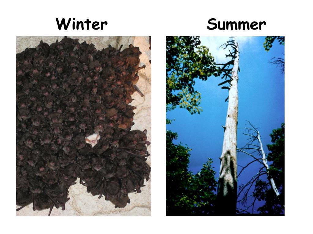PPT - Potential Climate Change Effects on Indiana Bat Maternity Range ...
