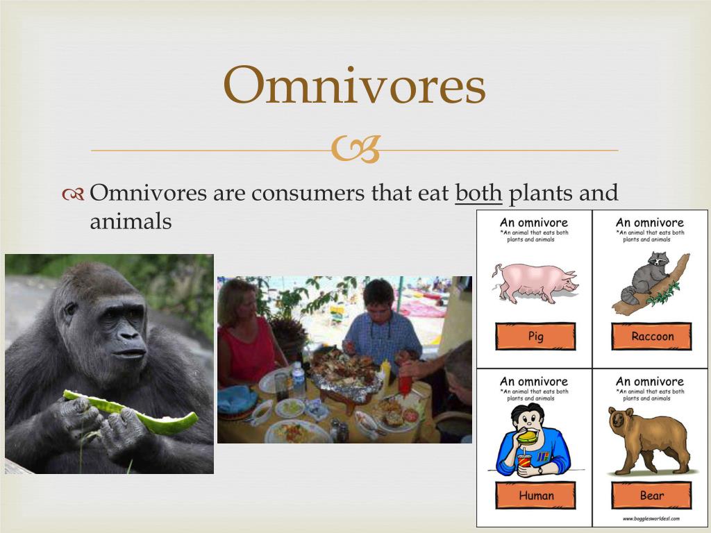 Energy Roles PowerPoint Presentation, free download Biology Diagrams