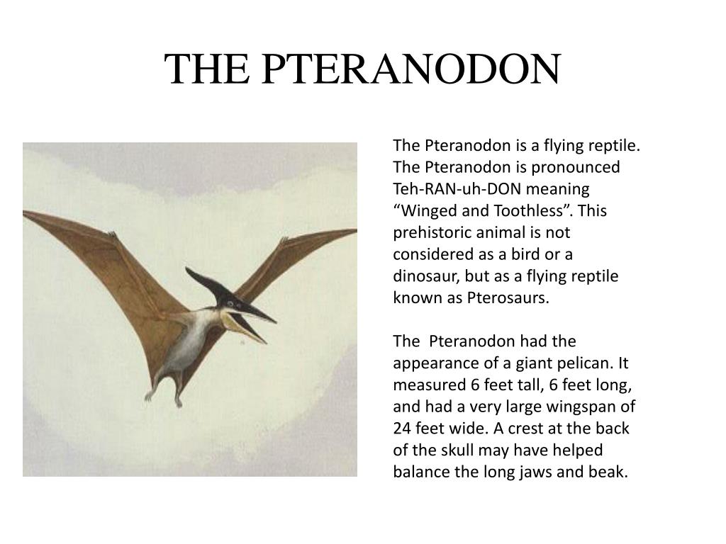 Жила на свете птеранодон