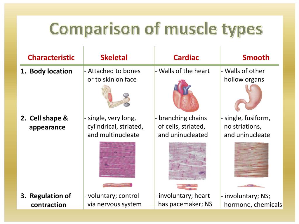 What Are The Different Types Of Muscles