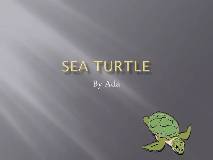 sea turtle n.