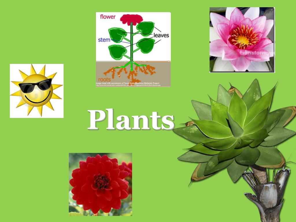 PPT - Plants PowerPoint Presentation, free download - ID:2640586