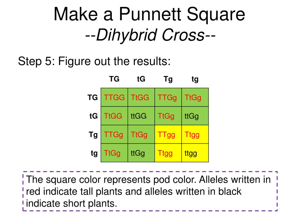 Dihybrid Punnett Square Blank A Beginner S Guide To Punnett Squares My Xxx Hot Girl