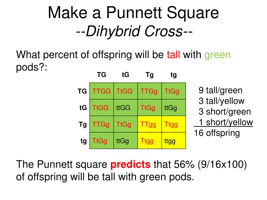 Make a Punnett Square--Dihybrid Cross.