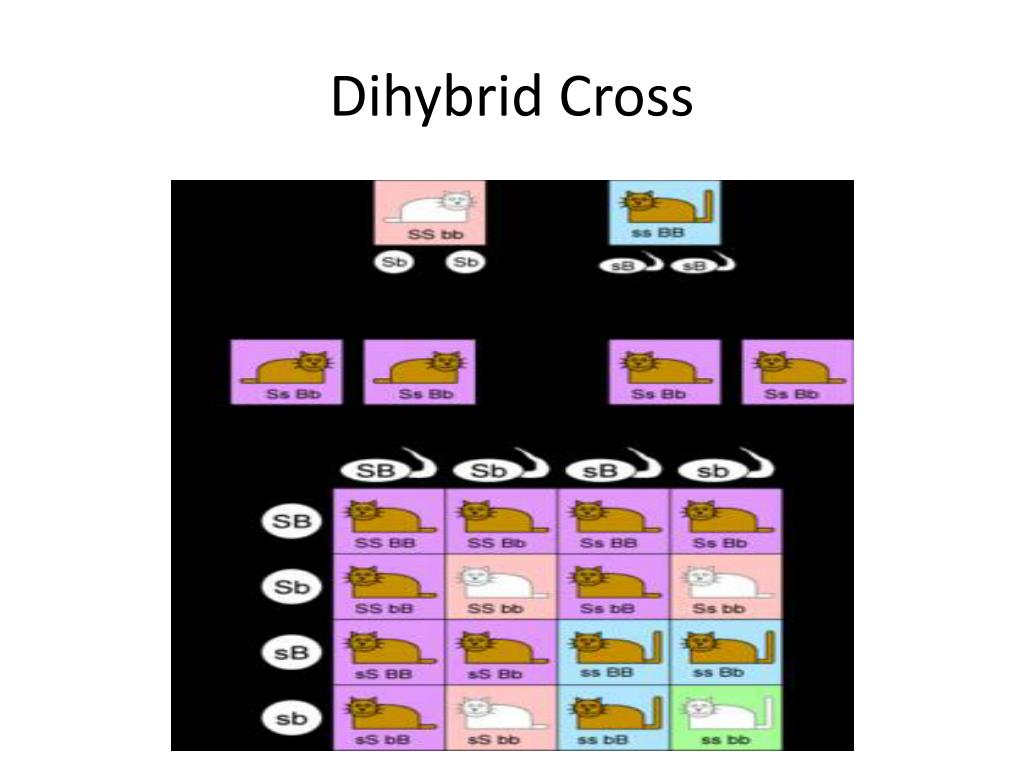 Chart That Shows Possible Gene Combinations