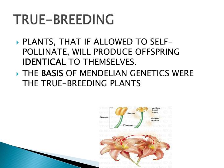 PPT MENDELIAN PowerPoint Presentation ID2640908