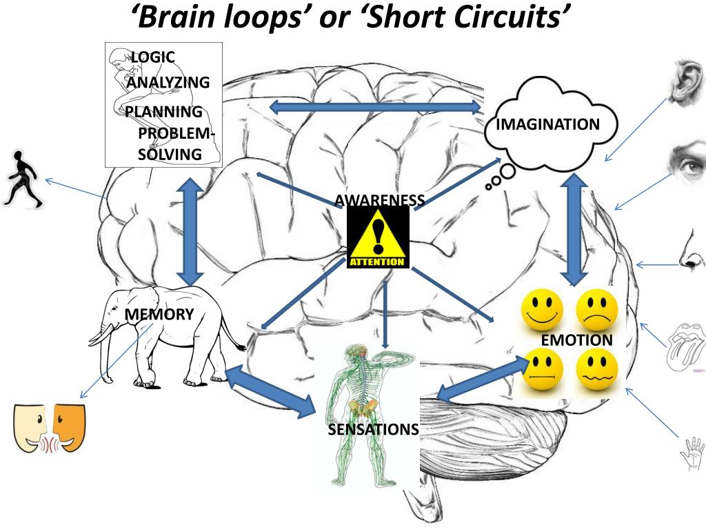 PPT - The Functional Brain Diagram PowerPoint Presentation, free ...