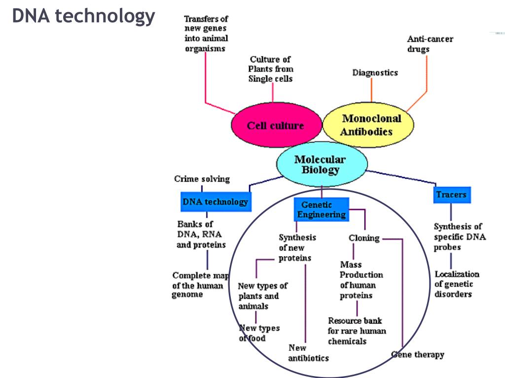PPT - Application of biotechnology in animal breeding PowerPoint  Presentation - ID:2642652